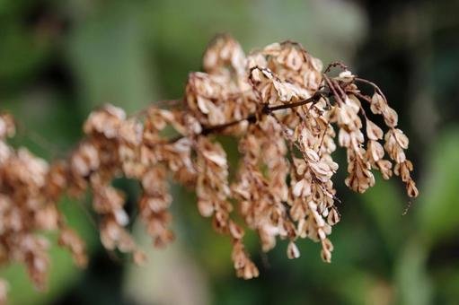 不思議なイタドリの最終形態 イタドリ,虎杖,イタドリの種子の写真素材