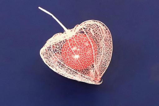 網ホオズキと赤い実 網ホオズキと赤い実の写真