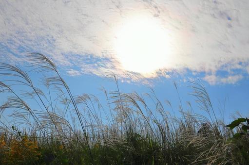 すすき　青空　白い雲　太陽 ススキ,空,青空の写真素材