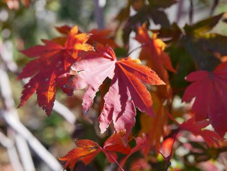 まぶしいモミジ モミジ,紅葉,葉っぱの写真素材