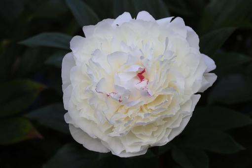 白い花びらの芍薬の花のアップ 白い花びらの芍薬の花のアップ 白い,花びら,芍薬の写真素材