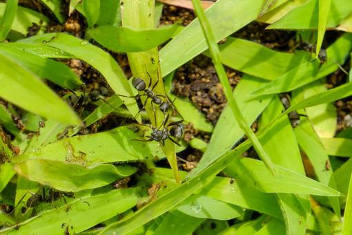 緑の葉の上を行き交うクロヤマアリ 緑の葉の上を行き交うクロヤマアリの写真