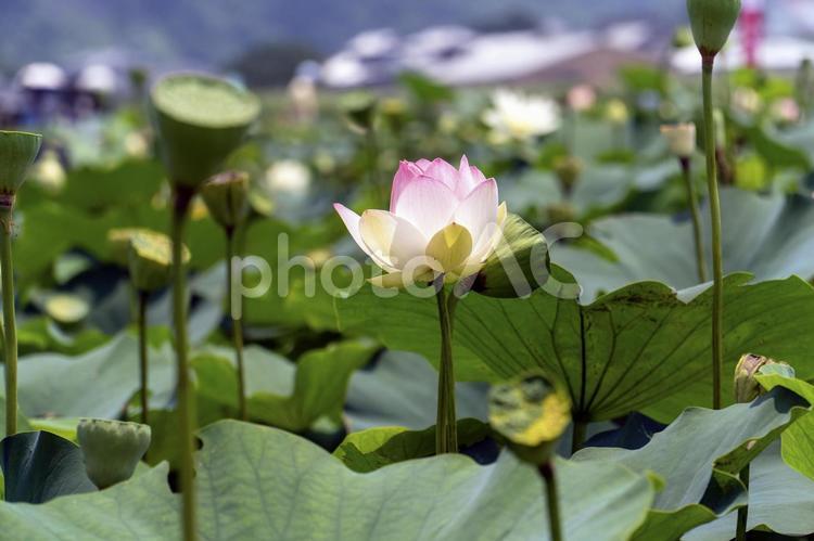 蓮の花　ピンク　風景 蓮,ハス,蓮の花の写真素材