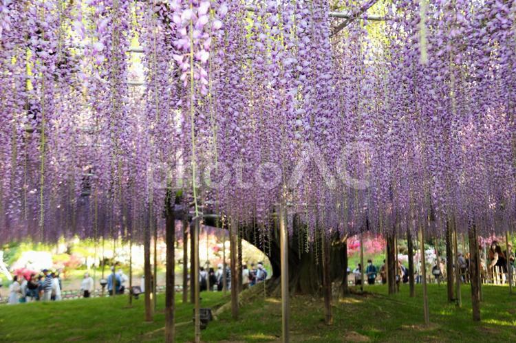 あしかがフラワーパークの大藤 藤,藤棚,フジの写真素材
