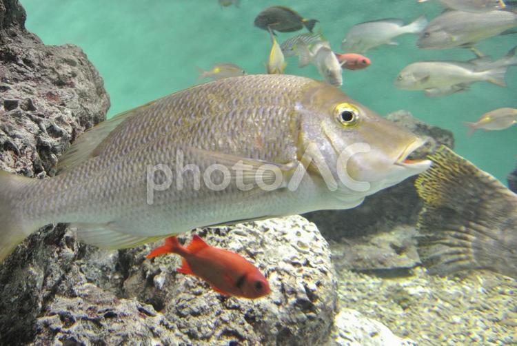 葛西臨海水族園の魚 葛西臨海水族園,東京都,水族館の写真素材