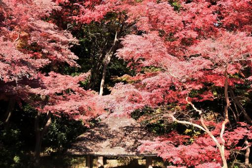 紅葉 紅葉の写真