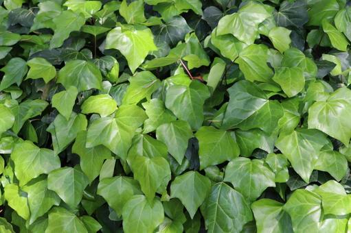 Ivy growing everywhere, JPG Ivy growing everywhere, JPG
