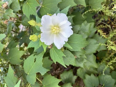 芙蓉(ふよう) 芙蓉(ふよう)の写真