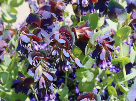 花壇の花　セリンセマヨール セリンセマヨール,花,植物の写真素材