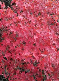 紅葉 紅葉の写真
