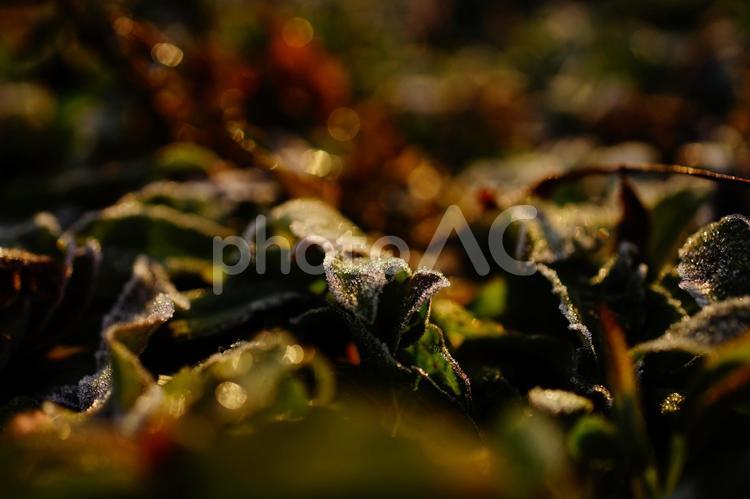 ＜冬の五島の風景＞草原の霜に注ぐ陽射し 冬景色,冬,霜の写真素材
