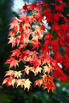 美しい京都の秋、紅葉の風景 美しい京都の秋、紅葉の風景の写真