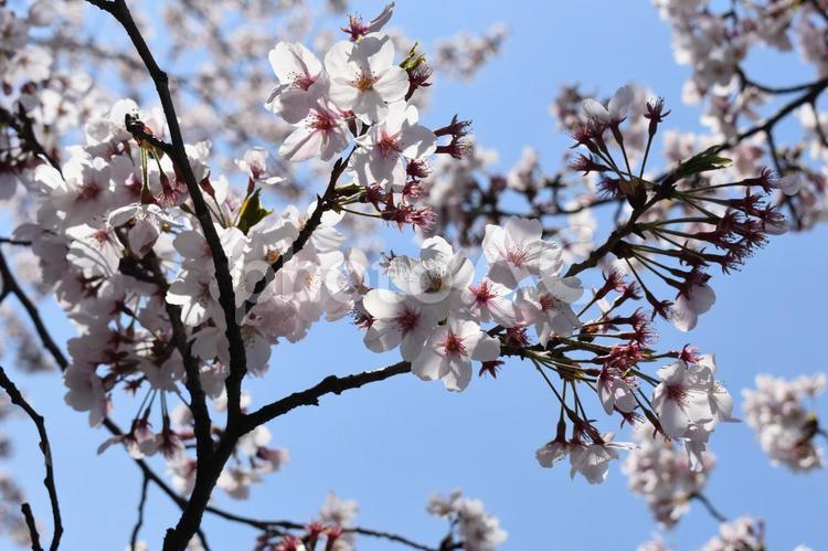 桜（ソメイヨシノ） 花,植物,桜の写真素材