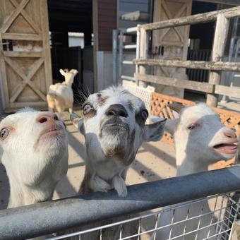 ヤギの3兄弟 ヤギ,やぎ,動物の写真素材