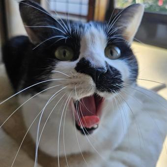 大きく口を開くハチワレ妹猫 猫,舌,口の写真素材