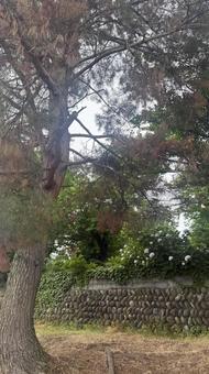 新潟県のいちょう公園 新潟県のいちょう公園 新潟県,風景,新潟の写真素材