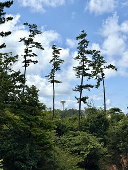 遠くから見た東尋坊タワー 遠くから見た東尋坊タワー 東尋坊,森,木の写真素材