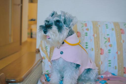 ミニチュアシュナウザー シュナウザー,ミニシュナ,犬の写真素材