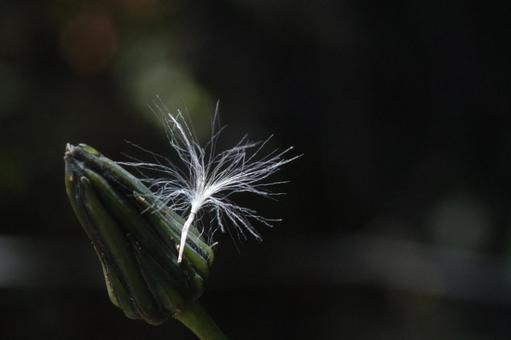 Photo, 솜털, 화이트, 비행, 