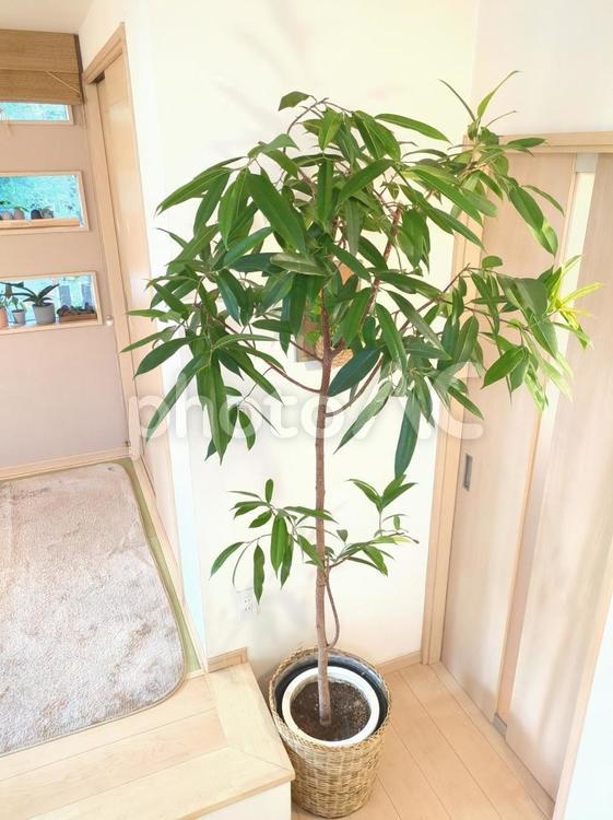 大型観葉植物　ショウナンゴム　10号鉢 大型観葉植物,ショウナンゴム,観葉植物の写真素材