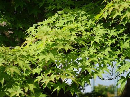 初夏の青もみじ 初夏の青もみじ 青もみじ,もみじ,新緑の写真素材