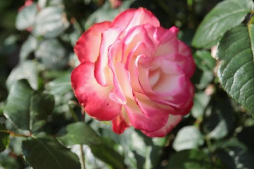 バラ園で綺麗な薔薇を撮った写真です バラ園で綺麗な薔薇を撮った写真ですの写真
