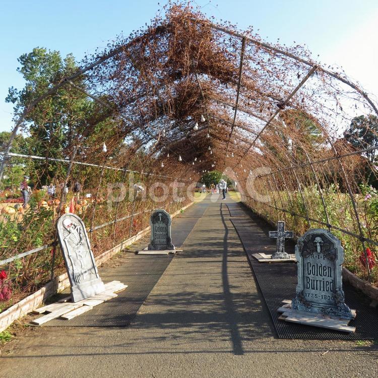 ハロウィン飾りで墓石が置かれた植物アーチ 公園,植物,展示の写真素材
