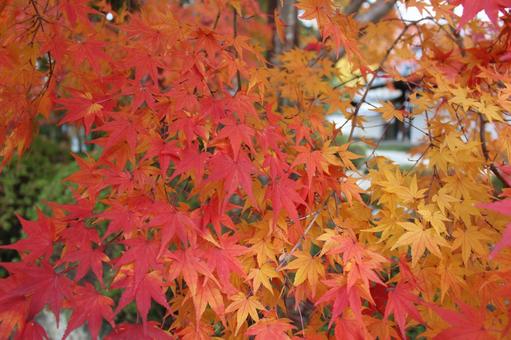 風景_秋(紅葉_16) 風景_秋(紅葉_16) もみじ,錦秋,晩秋の写真素材