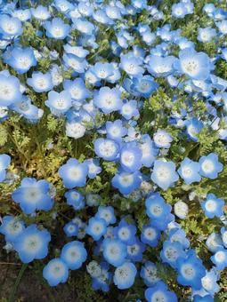 ネモフィラ ネモフィラ ネモフィラ,ひたち海浜公園,ひたちなかの写真素材