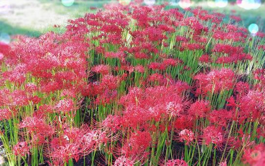 燃えるような赤い彼岸花 燃えるような赤い彼岸花 彼岸花,花,赤色の写真素材