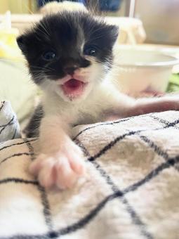 kitten, JPG kitten, JPG