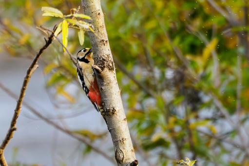 アカゲラ⒁ 鳥,アカゲラ,キツツキの写真素材