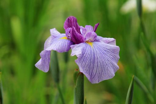 ハナショウブ・花菖蒲 ハナショウブ・花菖蒲 ハナショウブ,クローズアップ,初夏の写真素材