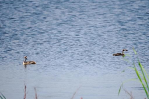 Young Crested Grebe, JPG Young Crested Grebe, JPG