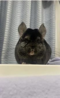 チンチラのまろちゃん チンチラのまろちゃんの写真