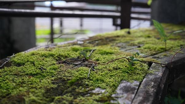 苔の生えたベンチ 苔の生えたベンチ 苔,ベンチ,展望台の写真素材