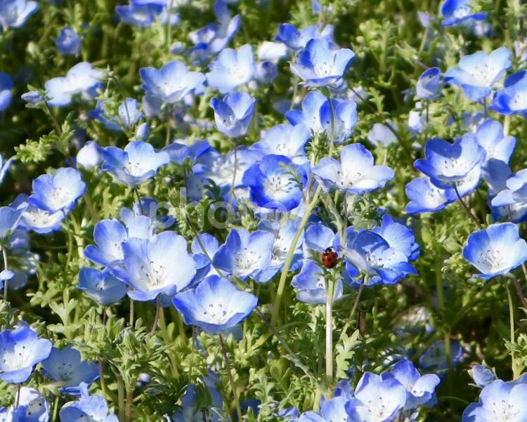 ネモフィラに留まっているてんとう虫 ネモフィラ,てんとう虫,かわいいの写真素材