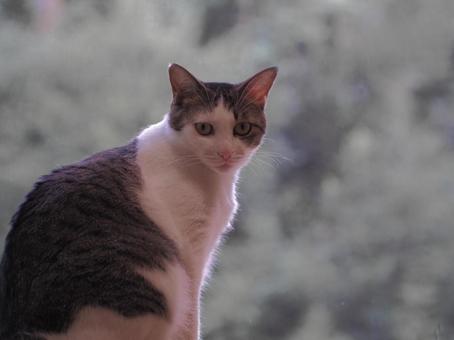こちらを見つめている猫 こちらを見つめている猫の写真