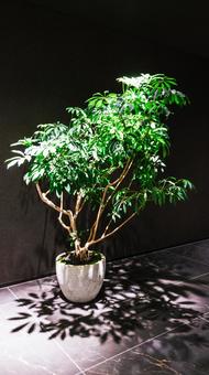 観葉植物 観葉植物 植木鉢,観葉植物,癒しの写真素材
