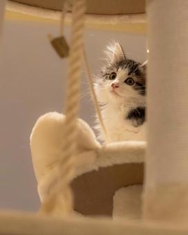 Photo, forest cat, norway jean, cat, 