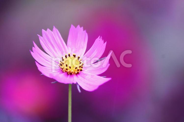 秋の陽射しを浴びるコスモスの花 コスモス,秋,花の写真素材