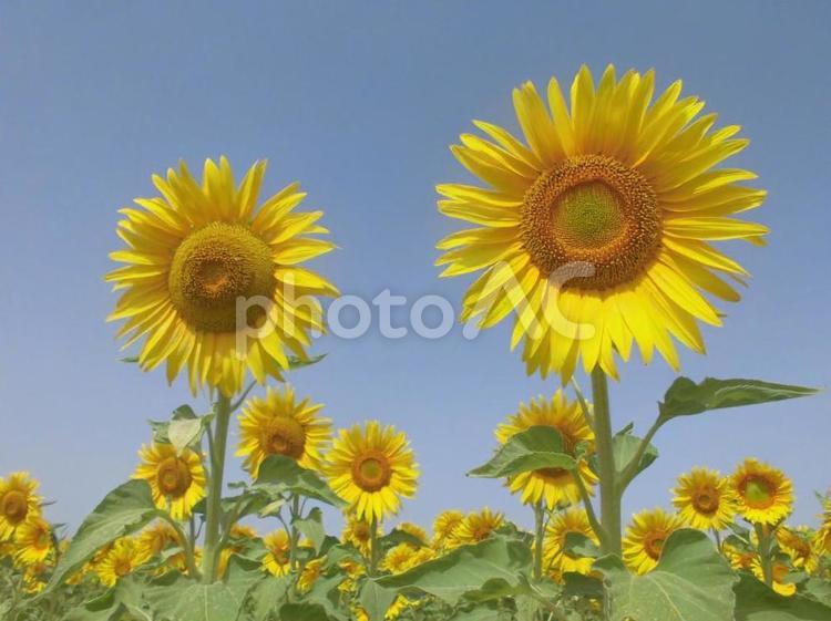 二輪並んだひまわり ヨーロッパ,海外,空の写真素材