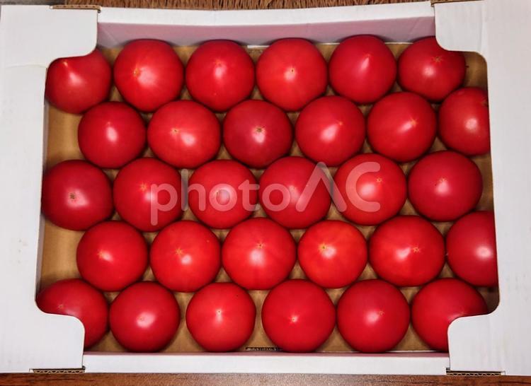 箱いっぱいのトマト とまと,野菜,tomatoの写真素材