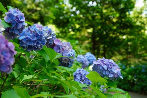 緑に囲まれた紫陽花 緑に囲まれた紫陽花の写真