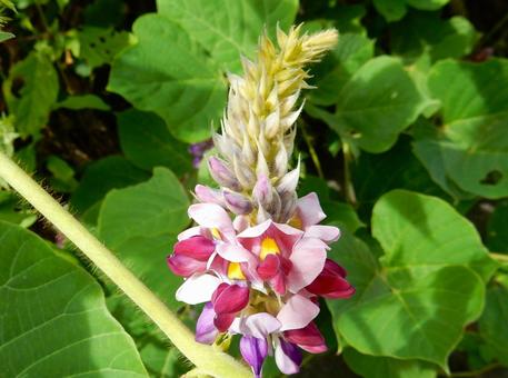 【花の写真】 クズ(葛)の花 【花の写真】 クズ(葛)の花の写真