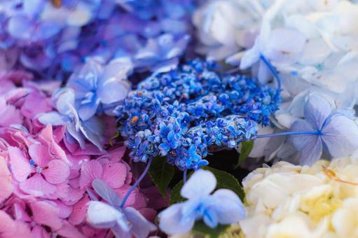 あじさいの写真