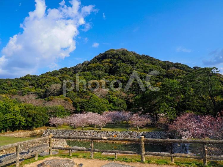 指月山と満開の桜 桜,満開,さくらの写真素材
