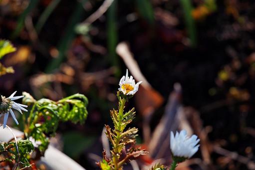 真冬のカンシロギク カンシロギク,ノースポールギク,花の写真素材