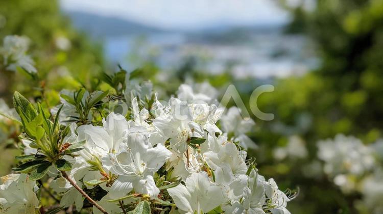 初夏の風景 自然,花,夏の写真素材
