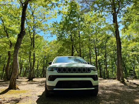 車と森林 suv,車,自動車の写真素材